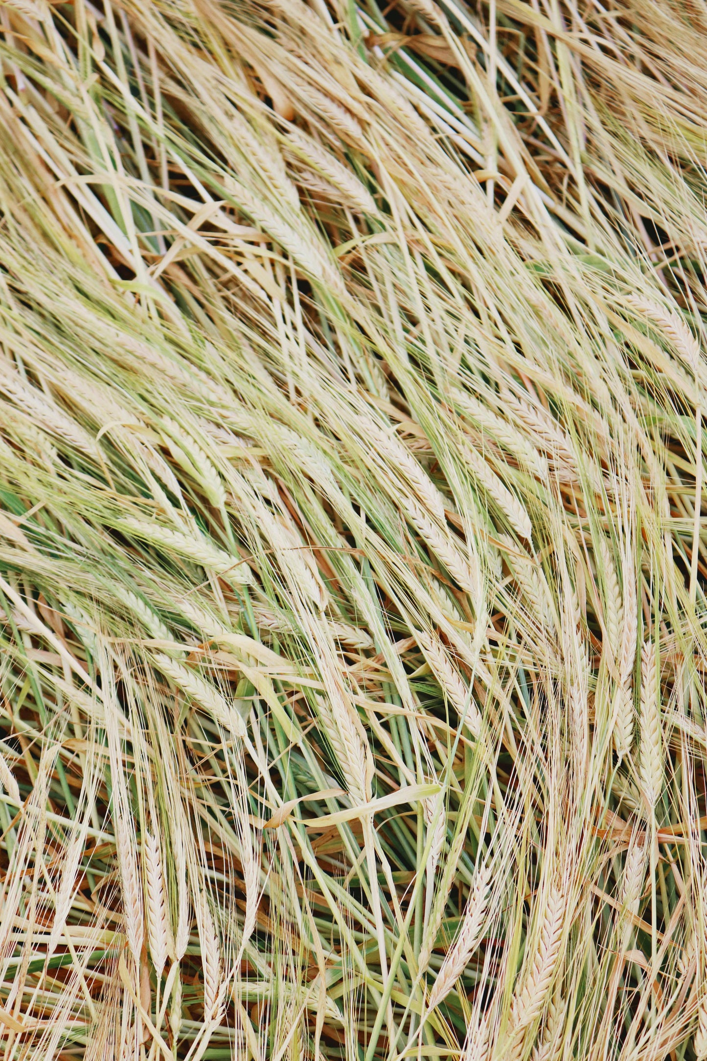 Fine grade perfumers Alcohol (Grain derived ethanol)